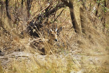 Grey Duiker, Sylvicapra grimmia, Bwabwata National Park, Namibia