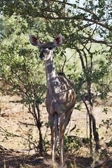  Greater kudu, Tragelaphus strepsiceros,  at the waterhole Bwabwata, Namibia