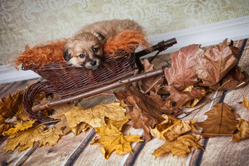 Hundebaby genießt den Herbst