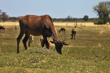 Damaliscus lunatus, Topiand Tsessebe, in the Bwabwata National Park, Namibia