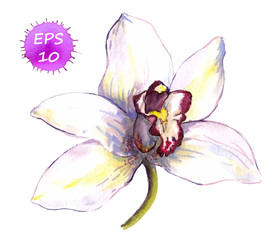One isolated flower of white orchid