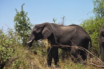 Naklejka na ściany i meble African elephants feeding in dense bush, in the Bwabwata National Park, Namibia