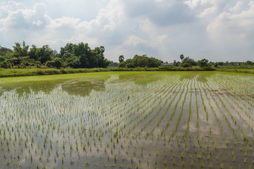 Fototapeta na wymiar Rice field in early stage 