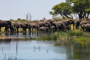 Fototapeta na wymiar elephants at waterhole horseshoe, in the Bwabwata National Park, Namibia