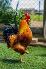 Beautiful Rooster on nature background