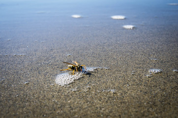 abeille à la plage