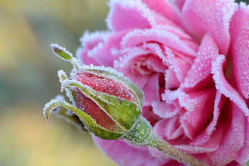 Blumen 539