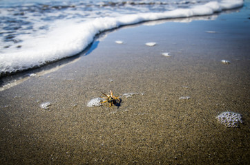 abeille à la plage