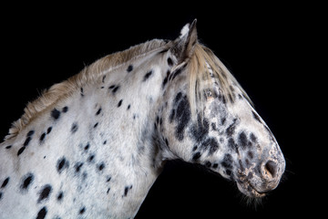 Naklejka premium Noriker