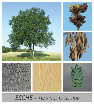 Esche