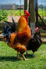 Beautiful rooster and hen in love walking on the green grass