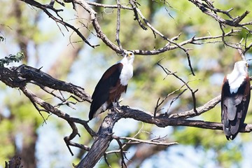African Fish Eagle, Haliaeetus vocifer,Namibia