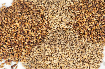 photo of malt grains