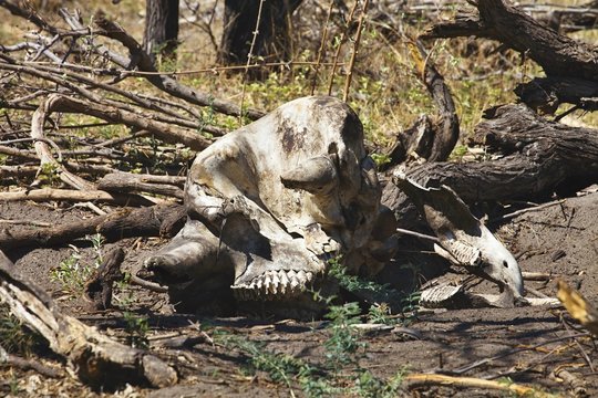 dried skull African elephant,in the Bwabwata National Park, Namibia