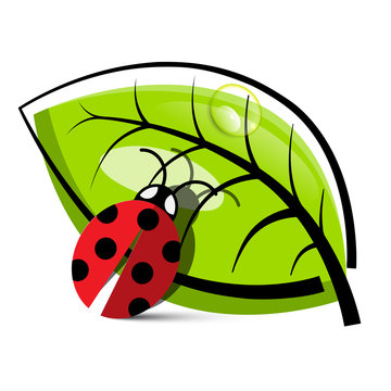 Ladybug Illustration with Leaf Isolated on White Background