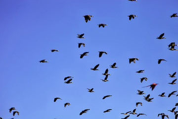 flying flock of White-faced Whistling Duck, Dendrocygna viduata, Namibia