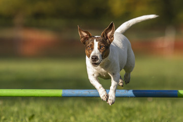 Jack Russel beim Agility