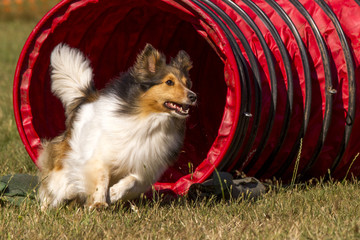 Agility - Sheltie im Tunnel