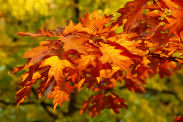 yellow leafs on branches