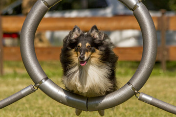 Agility - Sheltie im Reifen