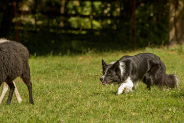 Border Collie beim H&uuml;ten