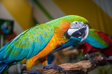 Cute Parrot