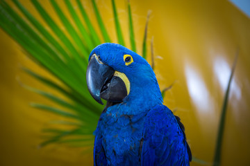 Plakat Cute Parrot