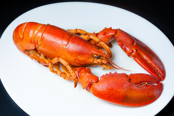 Red lobster on a white plate