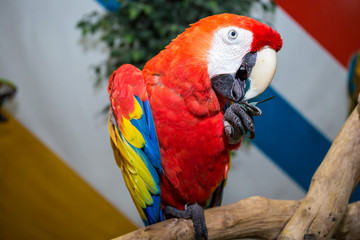 Cute Parrot