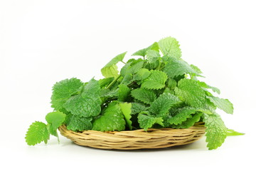 Fresh lemon balm herb Melissa officinalis in white background