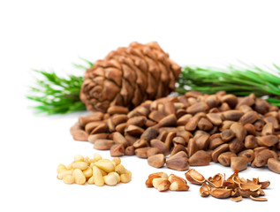 Cedar  nuts and cedar cones on white background