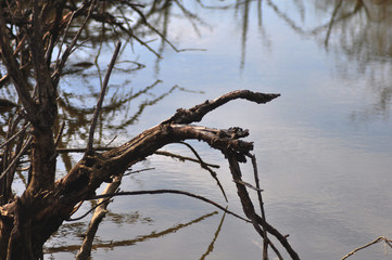 branches reflected in flat water