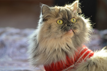Персидский кот.