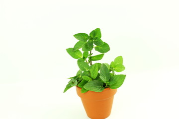 fresh orange mint herb in white background