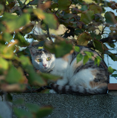 Chatte