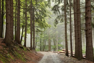 Path along the spruce trees in misty weather