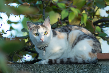 Chatte