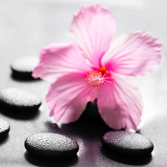 Fototapeta na wymiar beautiful spa concept of pink hibiscus flower on zen basalt ston