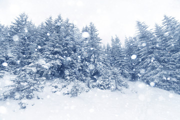 Spruce Tree foggy Forest Covered by Snow in Winter Landscape.