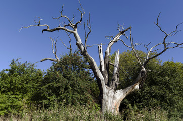 Old oak