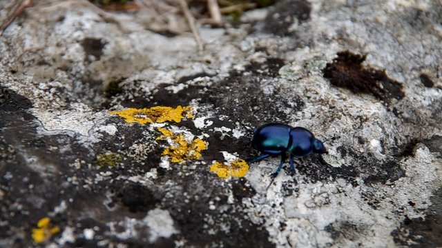 Anoplotrupes stercorosus Scriba walk on the grass
