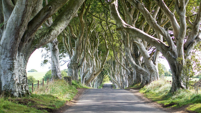 The Dark Hedges