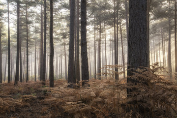 Obraz premium Pine forest Autumn Fall landscape foggy morning