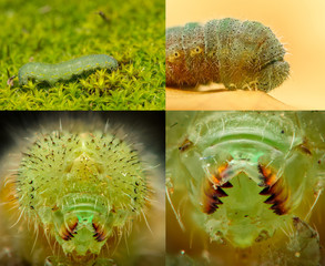 Green caterpillar closeup, high magnification compilation