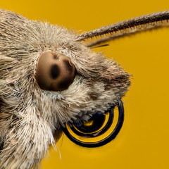 Fototapeta premium Hummingbird hawk-moth portrait, extreme magnification