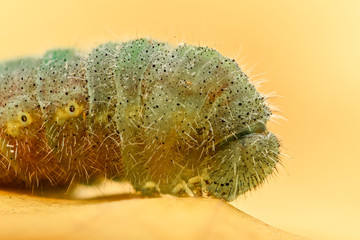 Green caterpillar closeup, high magnification