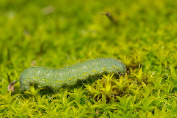 Green caterpillar