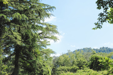 Landscape view on yew-tree grove. Caucasian biosphere reserve, Khosta district of Sochi, Russia