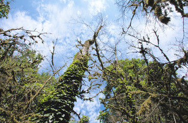 Yew-tree grove in Caucasian biosphere reserve, Khosta district of Sochi, Russia
