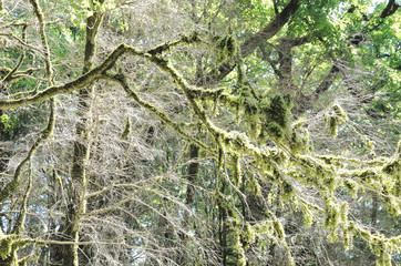 Obraz premium Yew-tree grove in Caucasian biosphere reserve, Khosta district of Sochi, Russia
